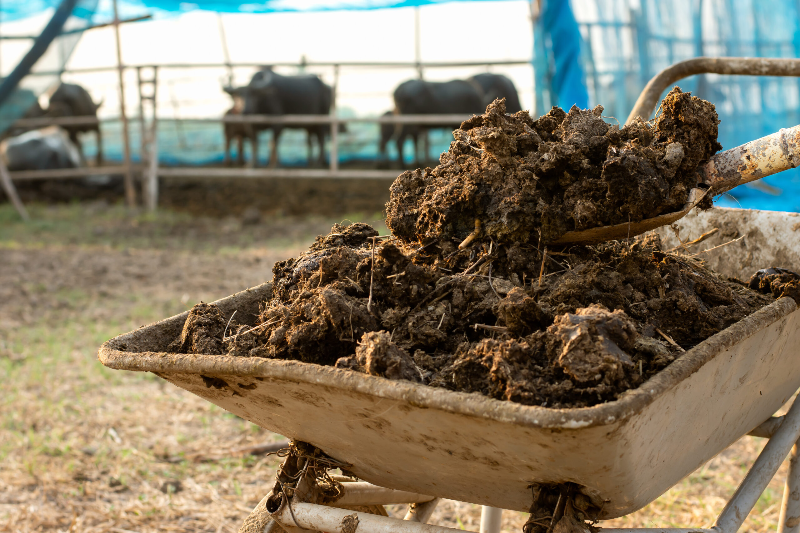 What is the Best Manure for Gardens?